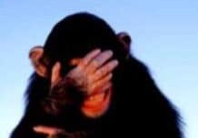 embarrassed-chimpanzee